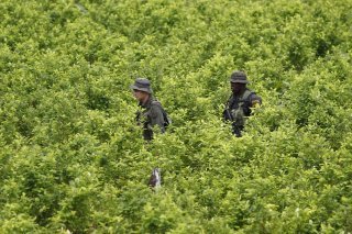 Malgré la surveillance par la police et les destructions de plantations et de laboratoires, la culture de la coca et la production de cocaïne ont battu des records l'an dernier en Colombie (Photo d'illustration).